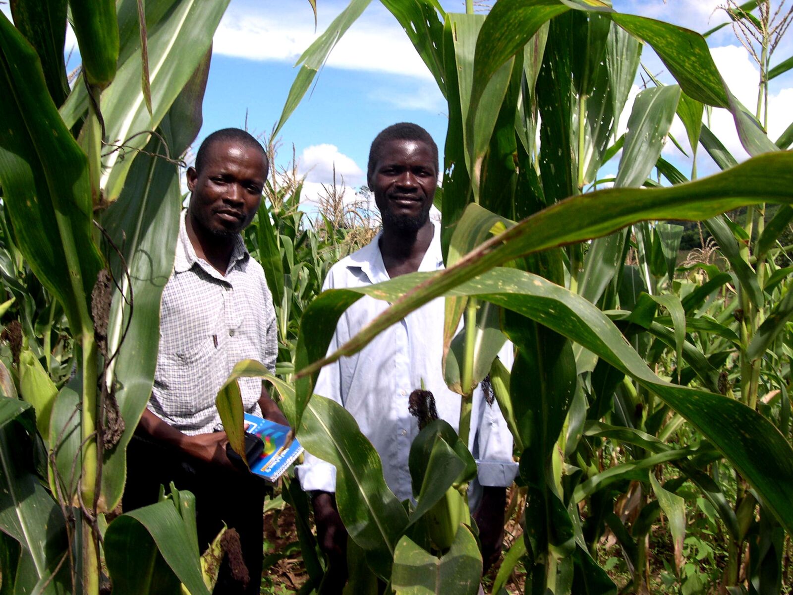 Nikon E4300 sample photo. Improving, maize, production photography