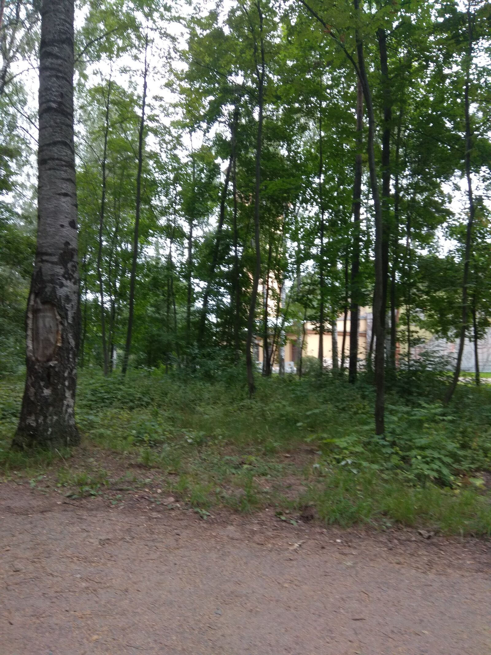 Xiaomi Redmi Note 4 sample photo. санкт-петербург, лето, природа photography