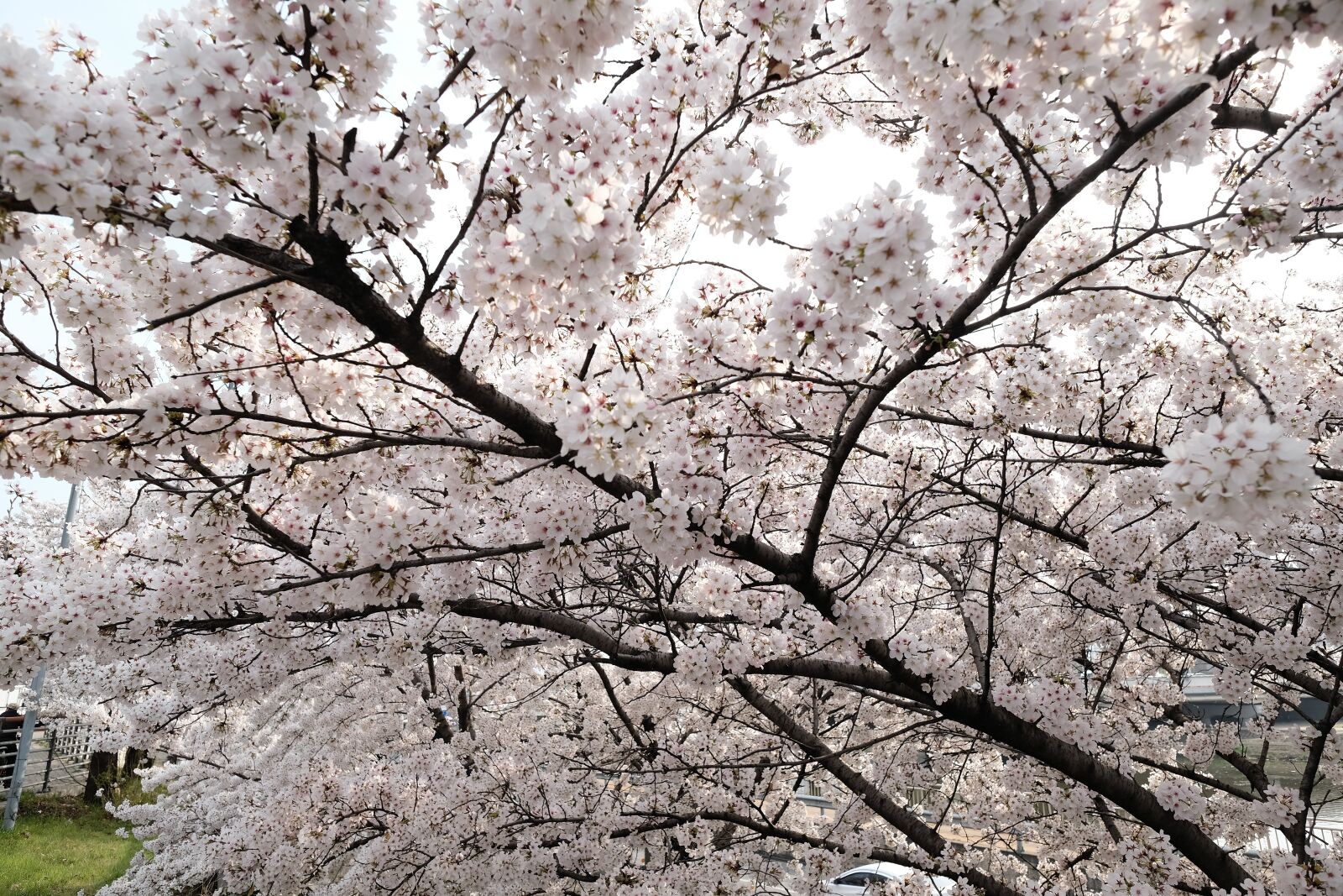 Fujifilm XF 14mm F2.8 R sample photo. Cherry blossom, daegu, wood photography