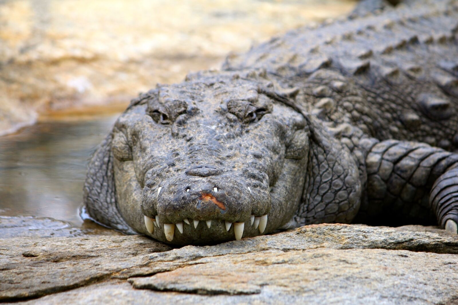 Canon EOS 550D (EOS Rebel T2i / EOS Kiss X4) sample photo. Crocodile, wild, nature photography