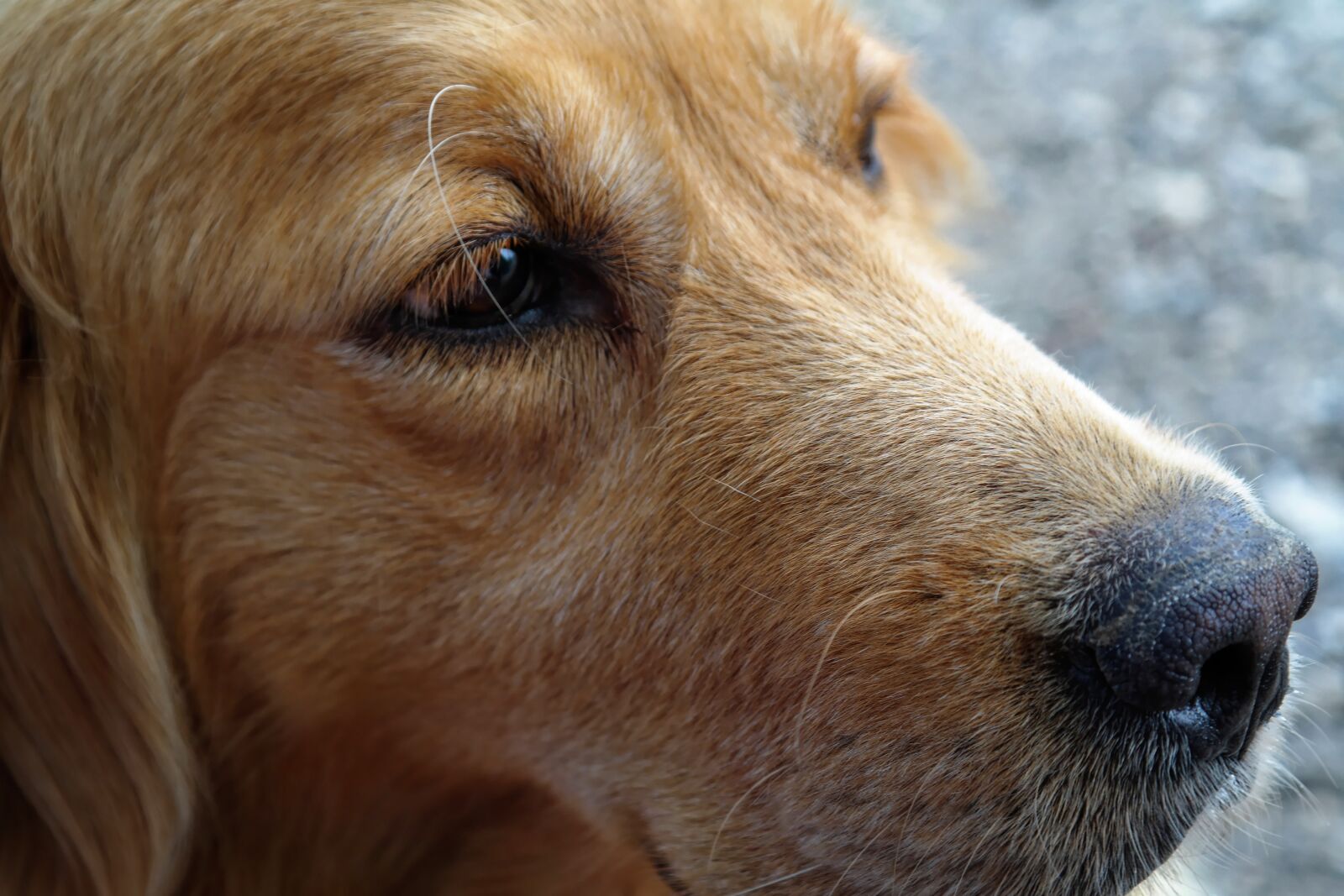 Samsung NX30 + NX 18-55mm F3.5-5.6 sample photo. Dog, pet, portrait photography