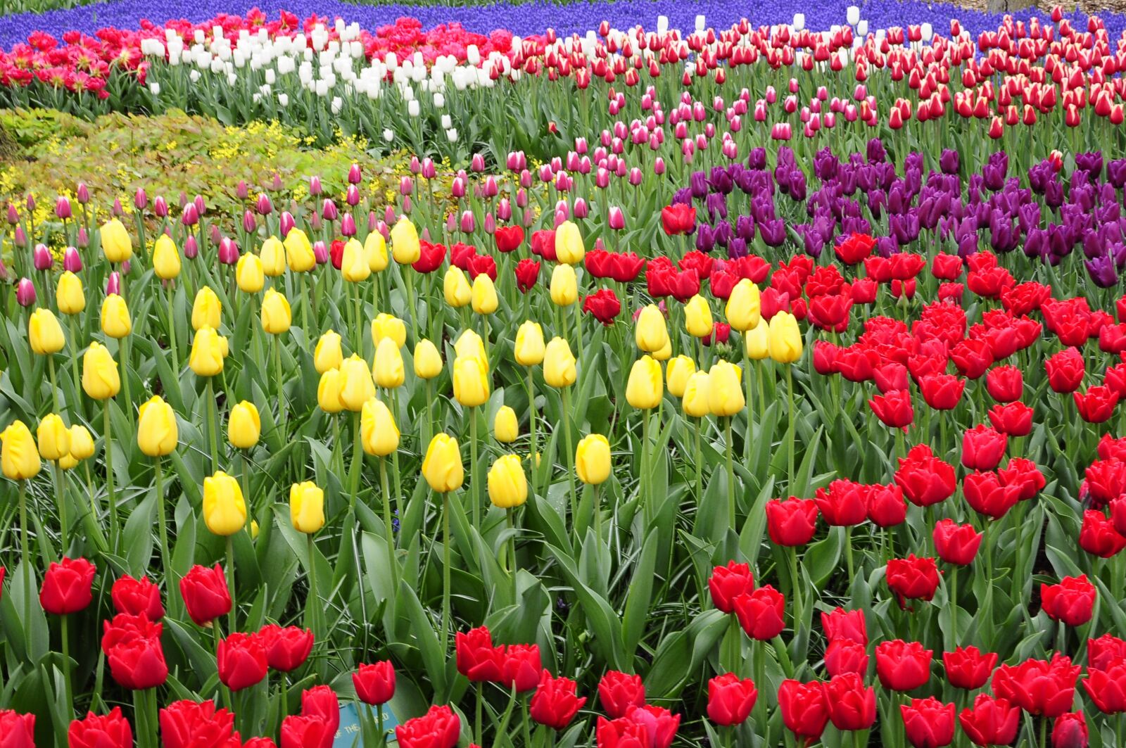 Nikon D5000 sample photo. Tulip, amsterdam, keukenhof photography