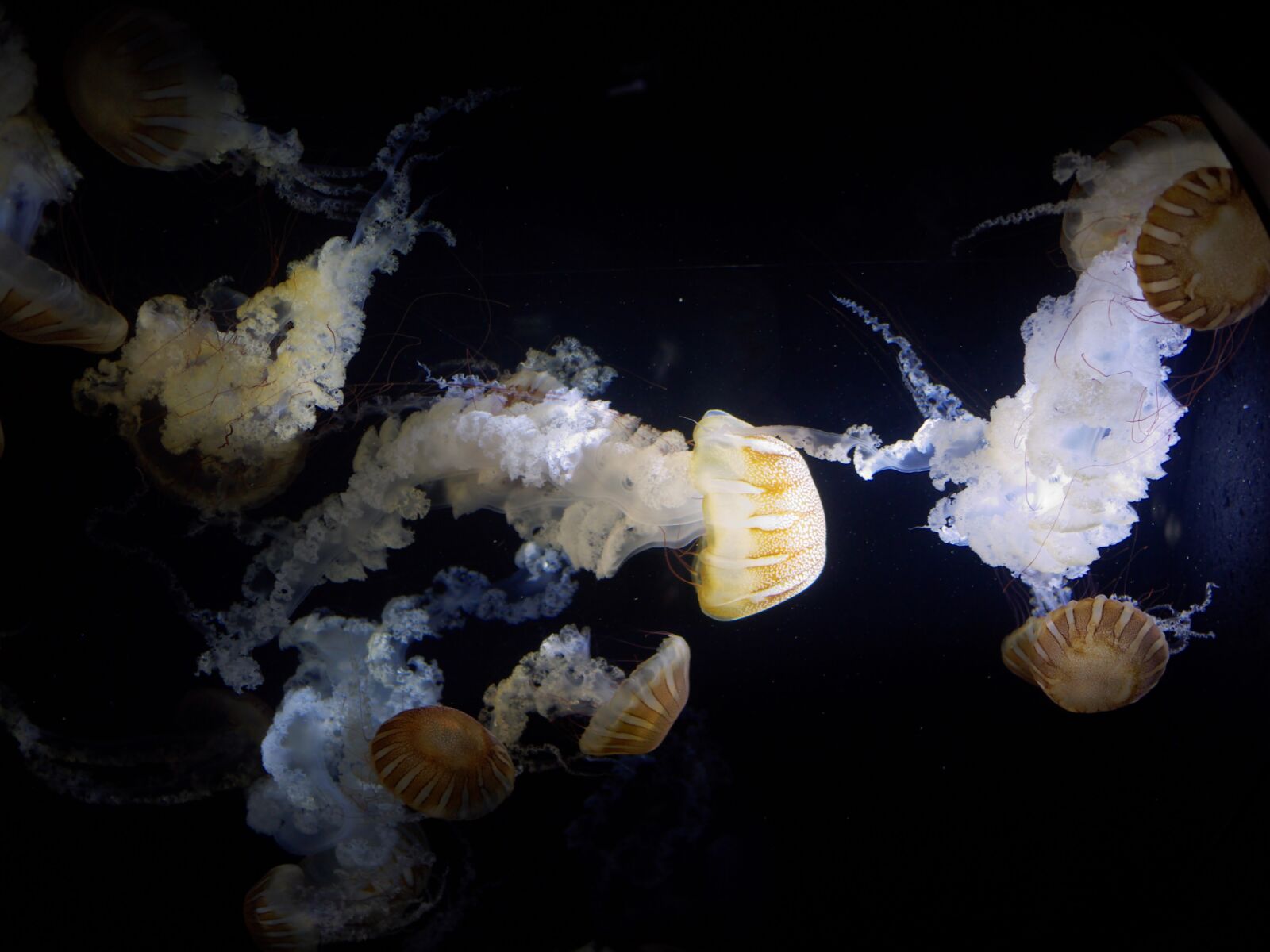 Медуза живая купить. Аквариум с медузами. Медузы в морском аквариуме. Океанариум медузы. Пресноводные медузы для аквариума.