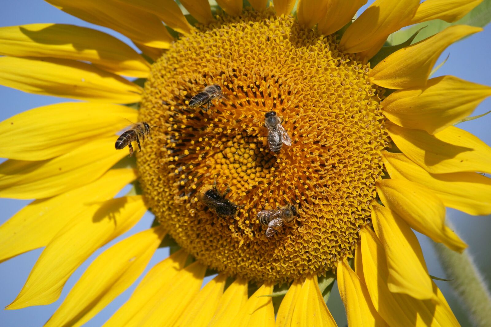 Canon EOS 60D + Canon EF-S 55-250mm F4-5.6 IS STM sample photo. Sunflower, bees, close up photography