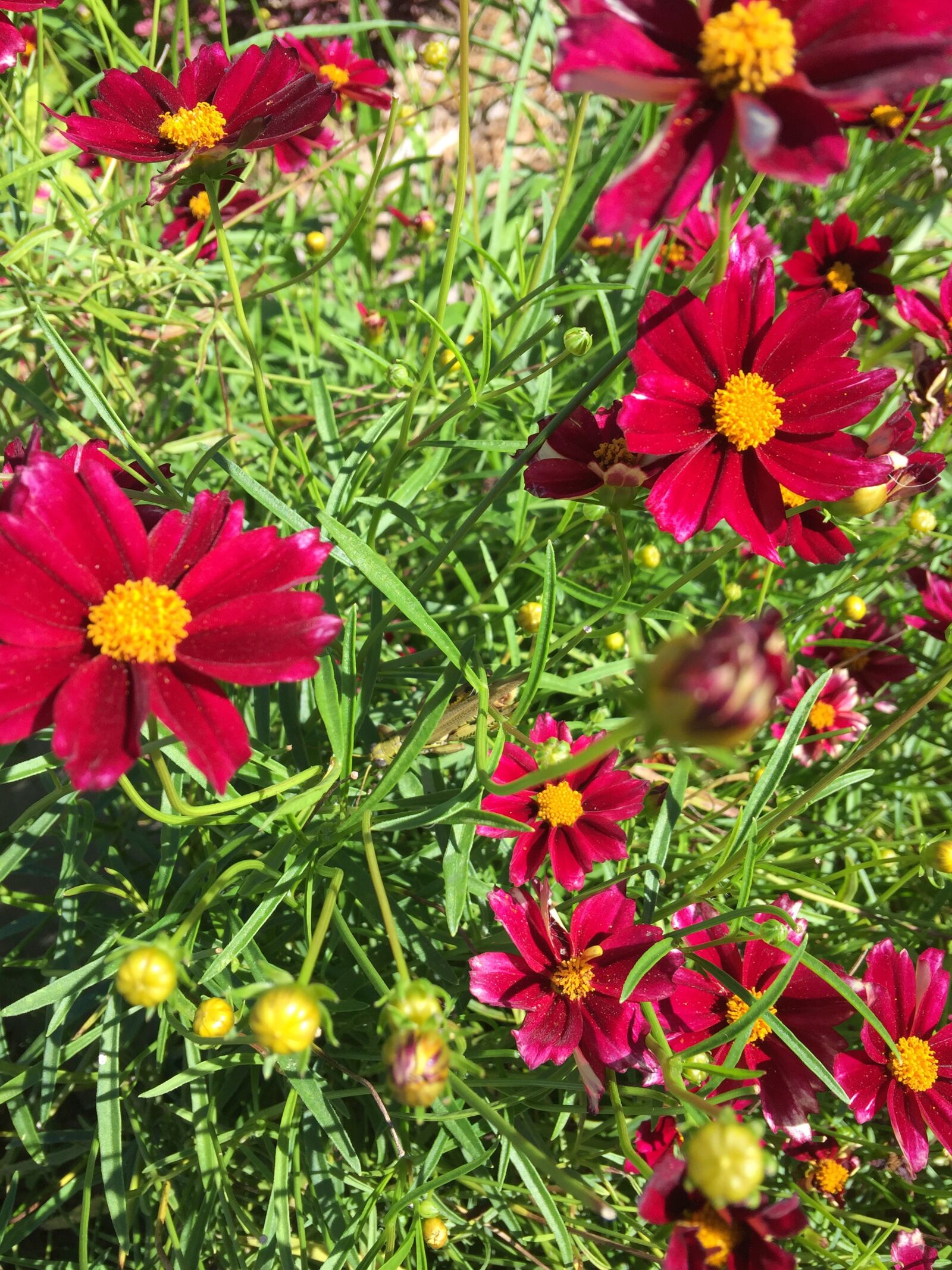 Apple iPhone 6 Plus sample photo. Flowers, red, garden photography