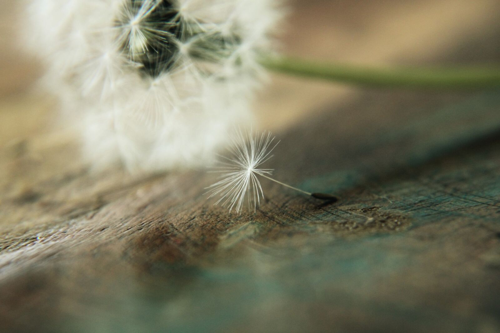 Canon EOS 2000D (EOS Rebel T7 / EOS Kiss X90 / EOS 1500D) sample photo. Dandelion, umbrella, flying seeds photography