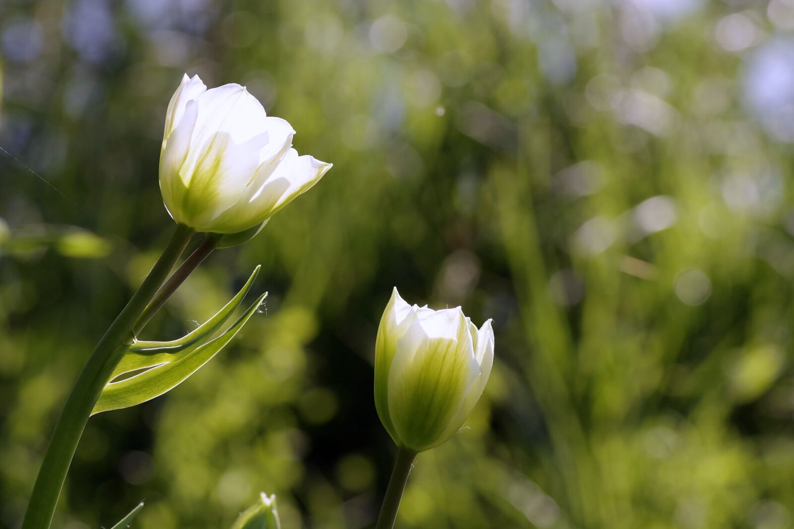 Pentax K-S2 sample photo. Flowers, tulips, green photography