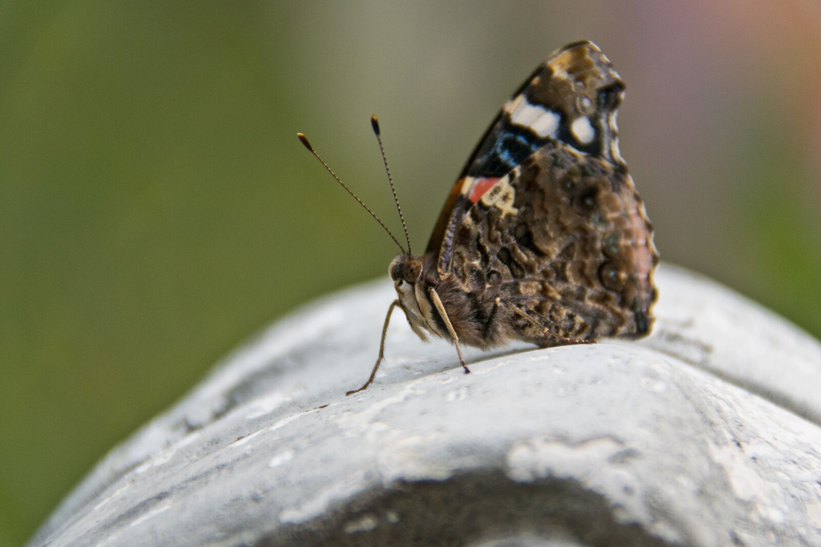 Nikon D5300 sample photo. Insect, nature, butterfly photography