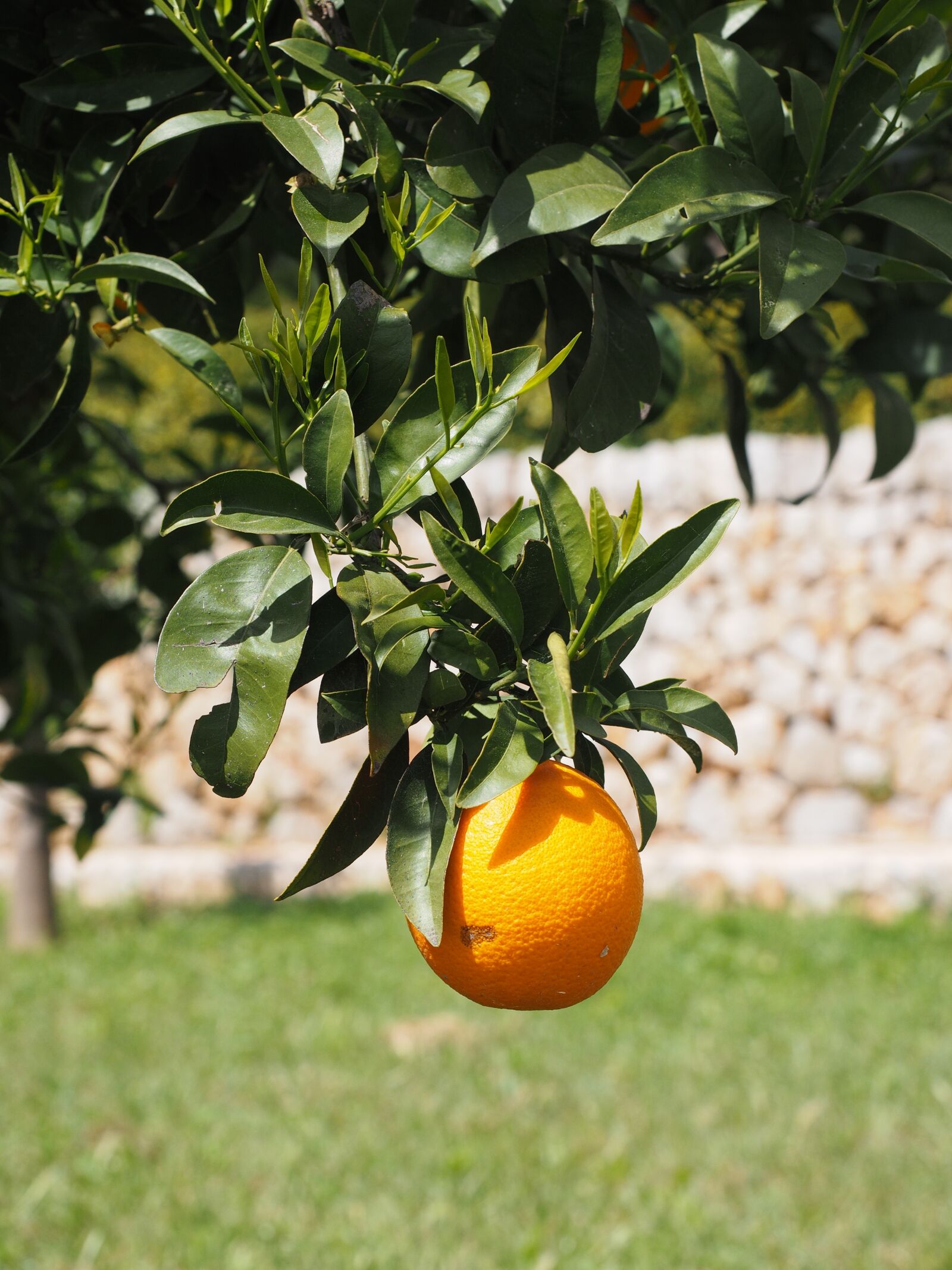 Olympus OM-D E-M1 + Olympus M.Zuiko Digital ED 12-40mm F2.8 Pro sample photo. Orange, fruit, orange tree photography