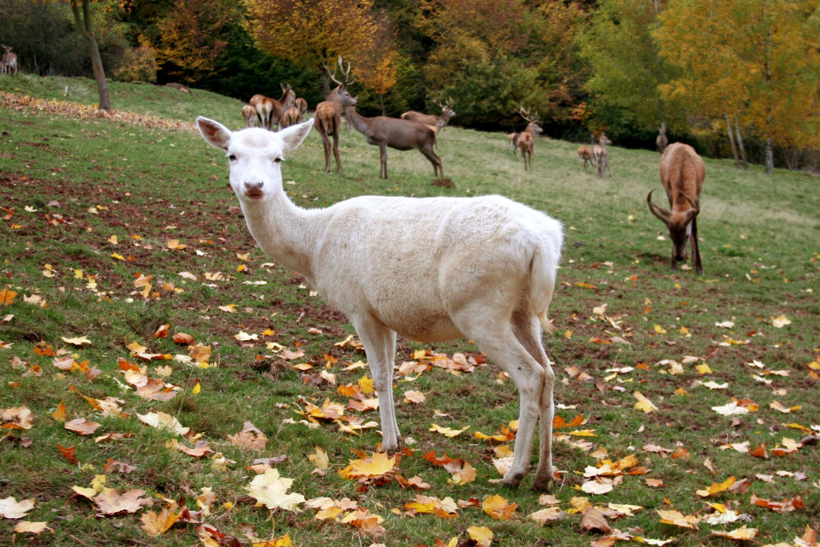 Canon EOS 350D (EOS Digital Rebel XT / EOS Kiss Digital N) sample photo. Hirsch, autumn, wild photography