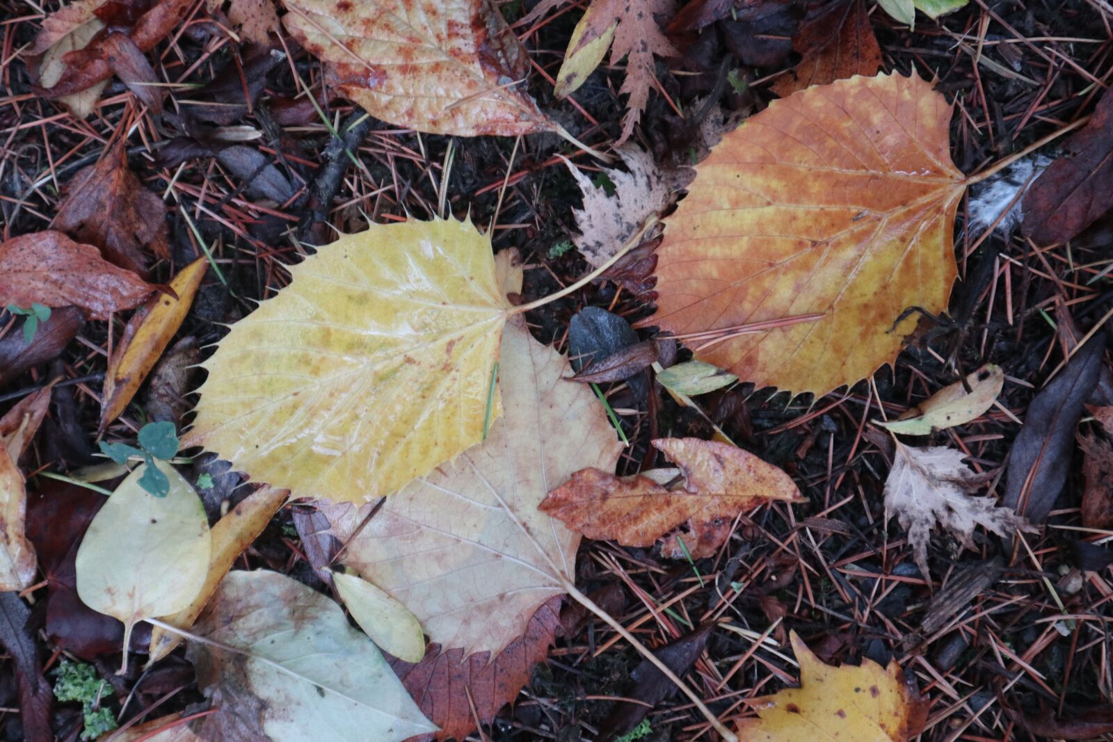 Canon EOS M100 sample photo. Leaves, fall, season photography
