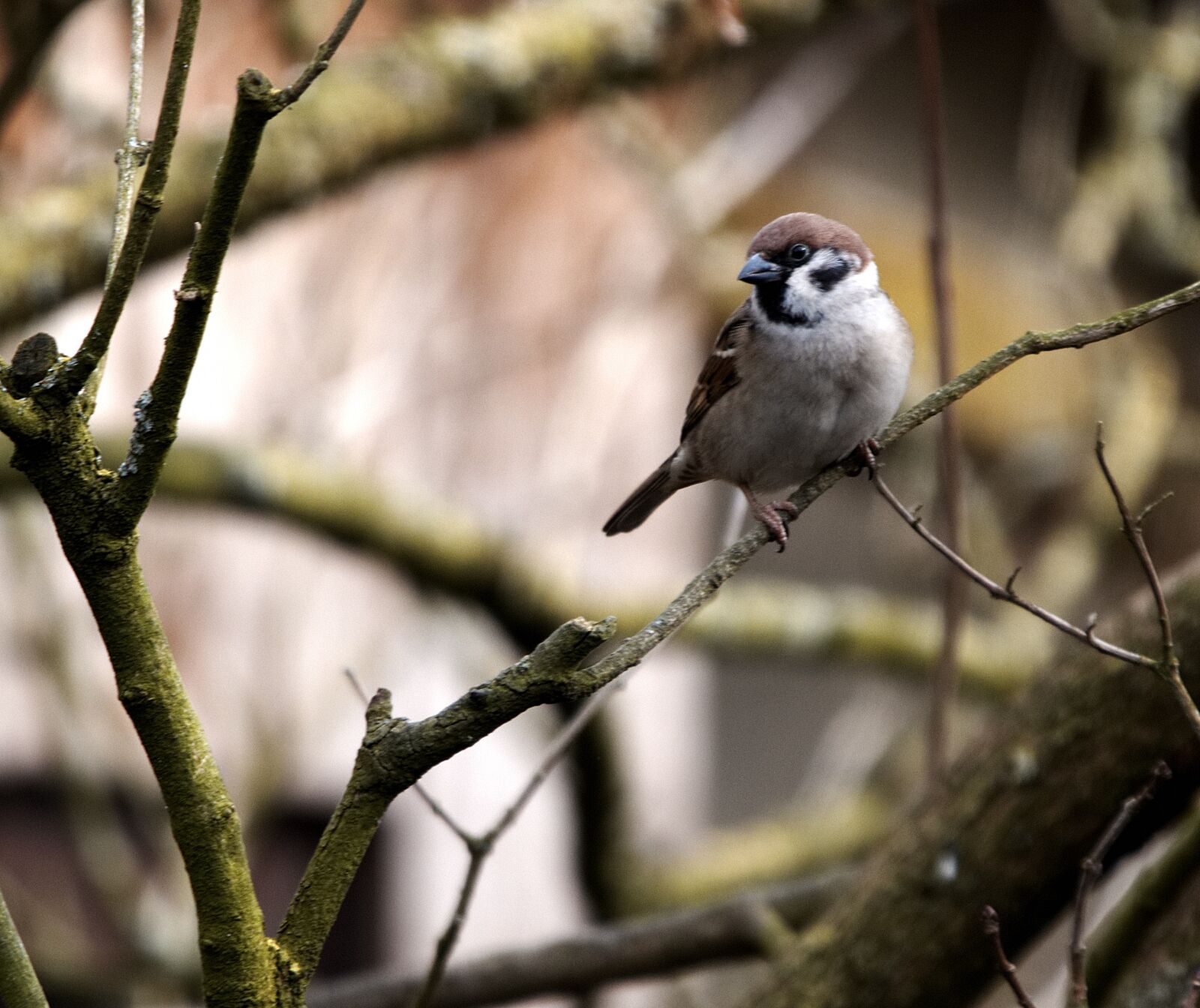 150-600mm F5-6.3 DG OS HSM | Contemporary 015 sample photo. Bird, animal world, sparrow photography