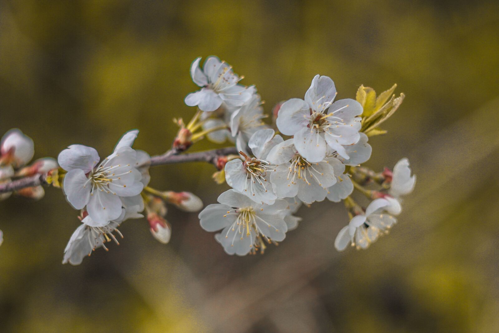Canon EOS 550D (EOS Rebel T2i / EOS Kiss X4) sample photo. Tree, cherry, flower photography