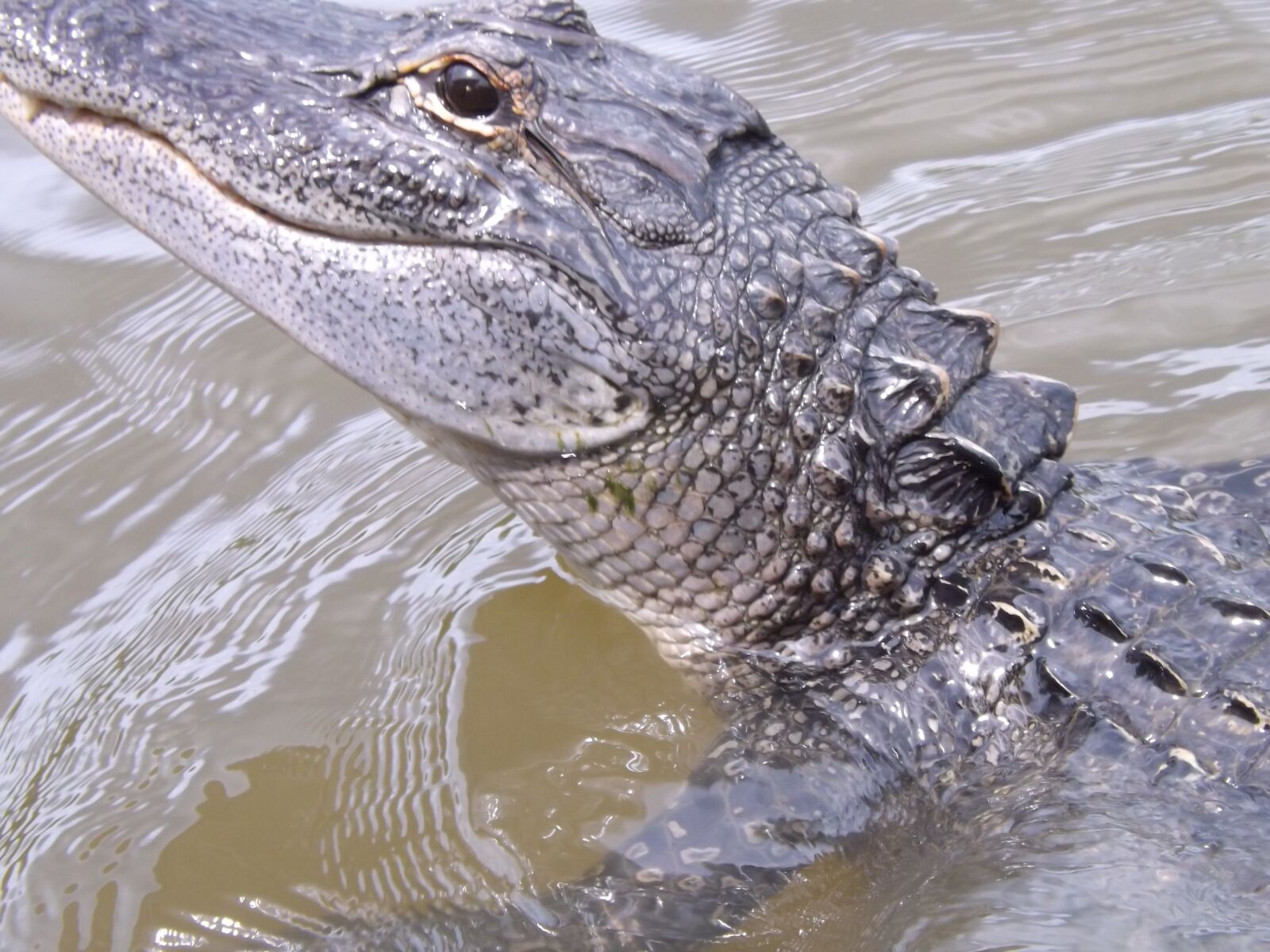 Fujifilm FinePix S4200 sample photo. Louisiana alligator, young alligator photography
