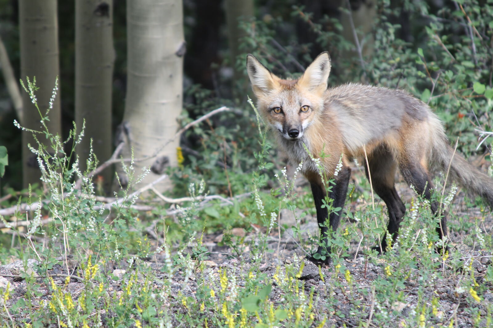 Canon EF 28-135mm F3.5-5.6 IS USM sample photo. Animal, cute, animals, forest photography