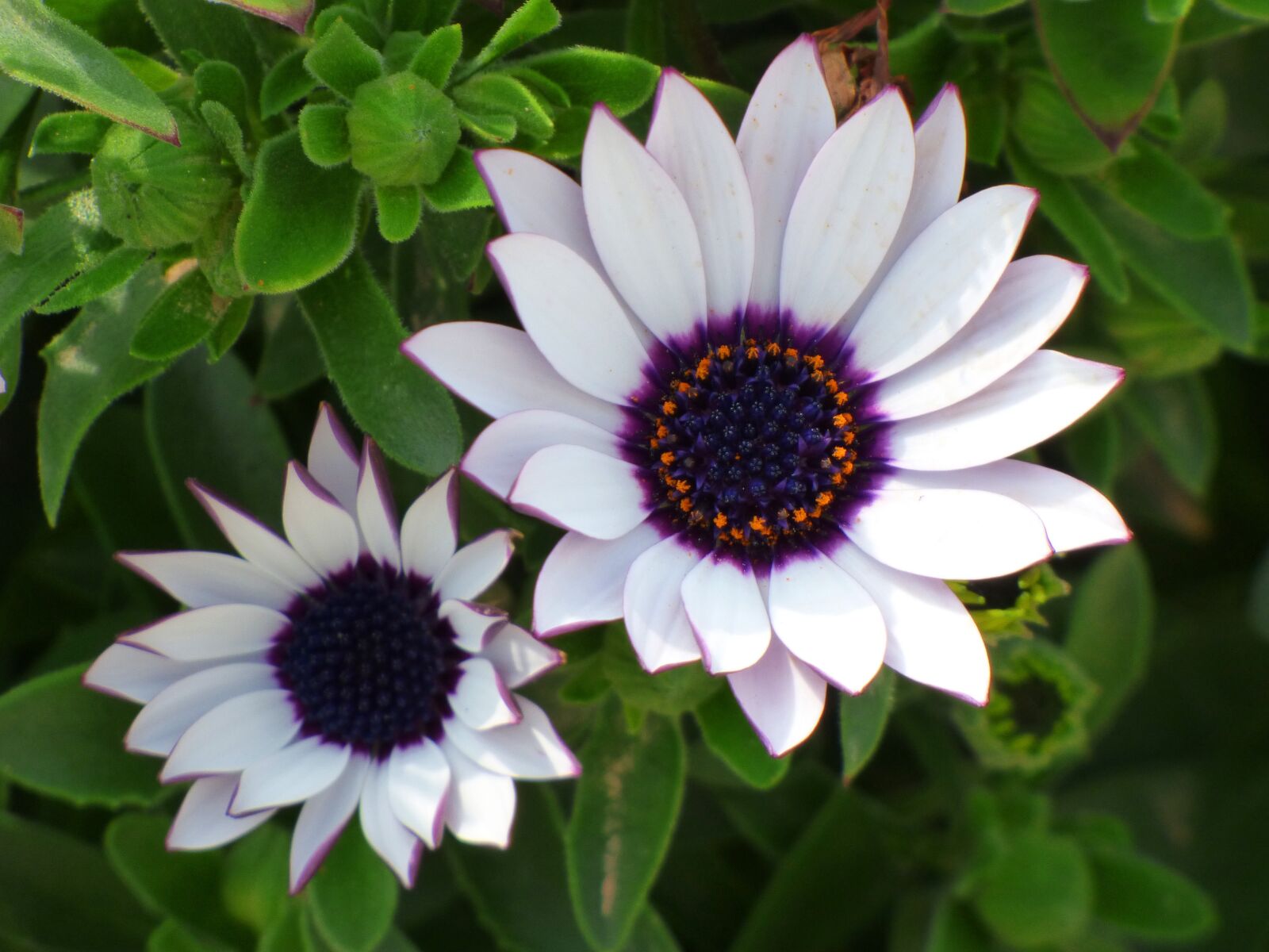 Panasonic Lumix DMC-FZ70 sample photo. Flowers, daisy, beauty photography