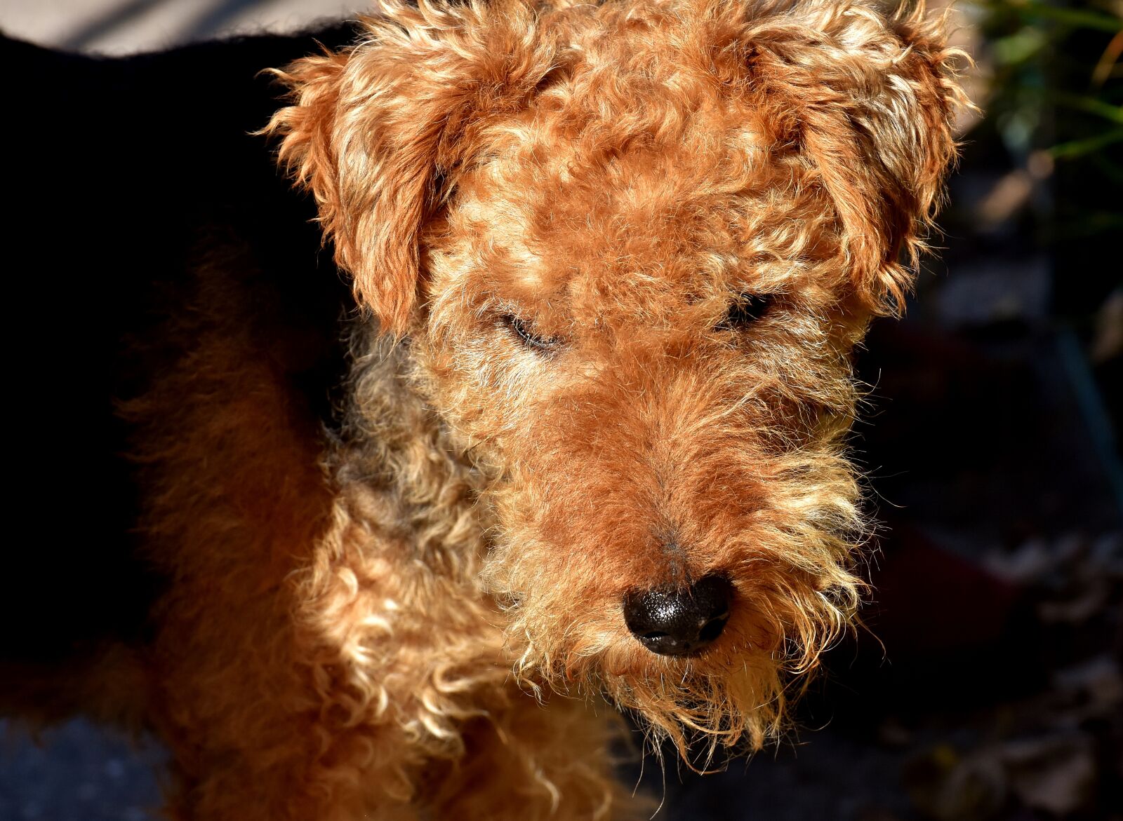 Nikon D7200 sample photo. Fox terrier, cute, dog photography