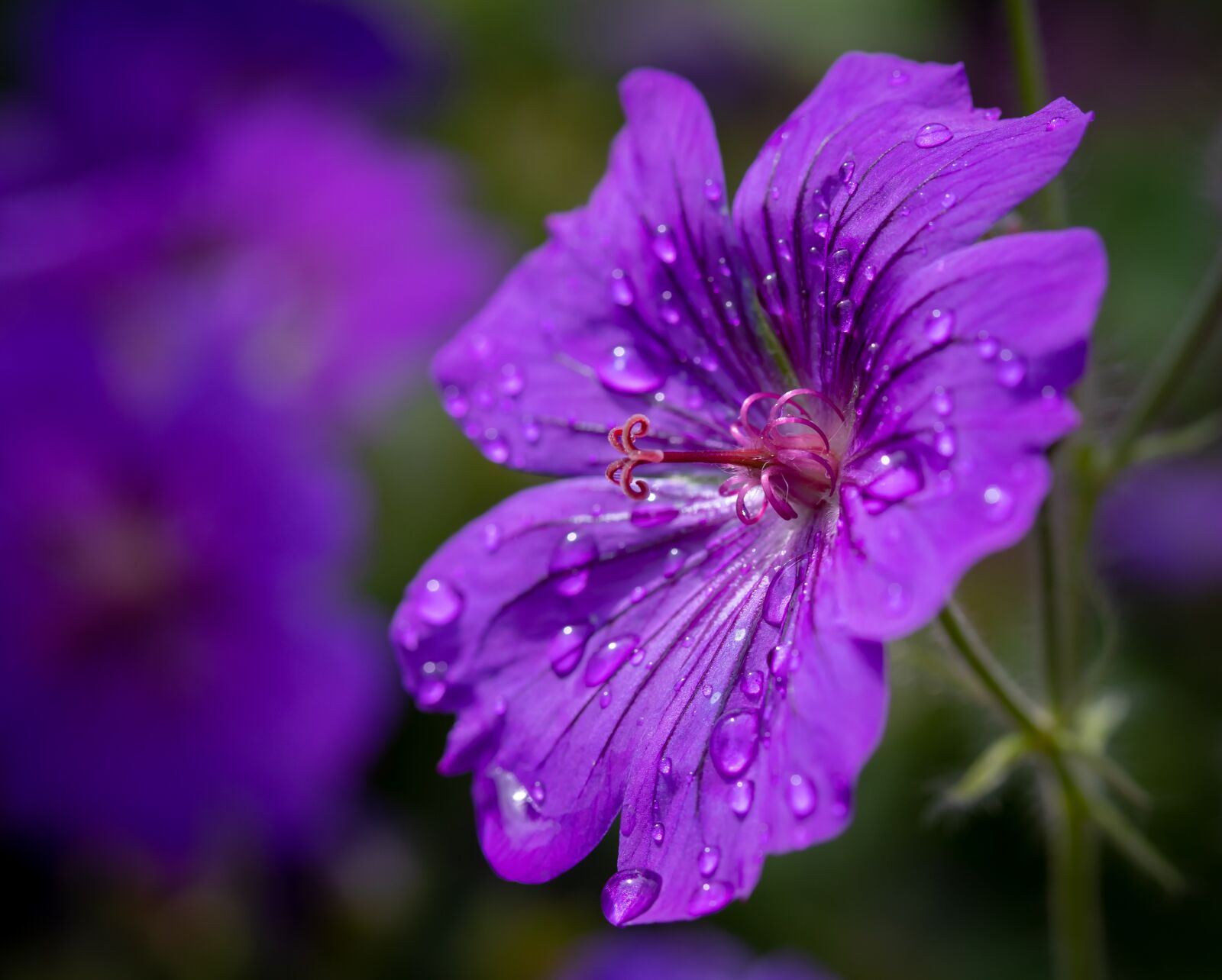 Canon EF-S 60mm F2.8 Macro USM sample photo. Cranesbill, flower, blossom photography