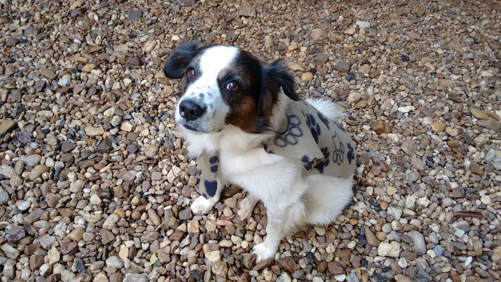 Motorola Moto G (2nd Gen) sample photo. Pet, dog, pet animal photography