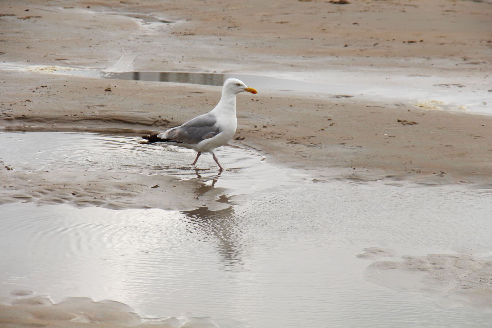 Canon EOS 700D (EOS Rebel T5i / EOS Kiss X7i) sample photo. Gull, sand, beach photography