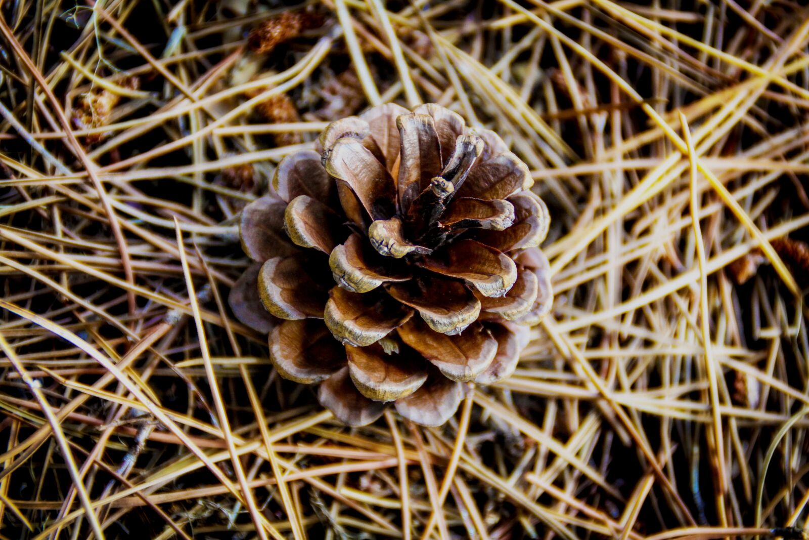 Canon EOS 7D sample photo. Forest, pinecone, points photography