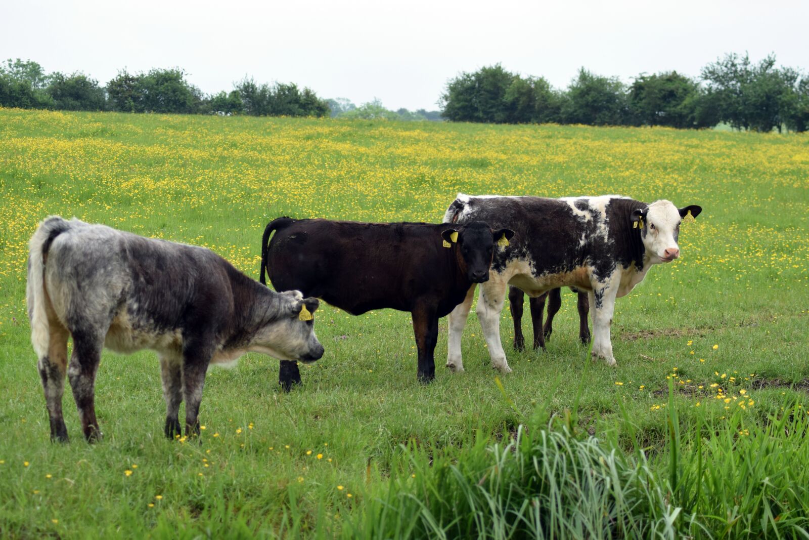 Nikon D5300 sample photo. Prairie, cow, herd photography