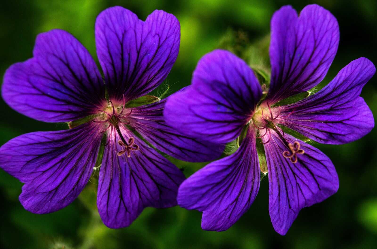 Nikon D5100 sample photo. Flower, lilac, flora photography