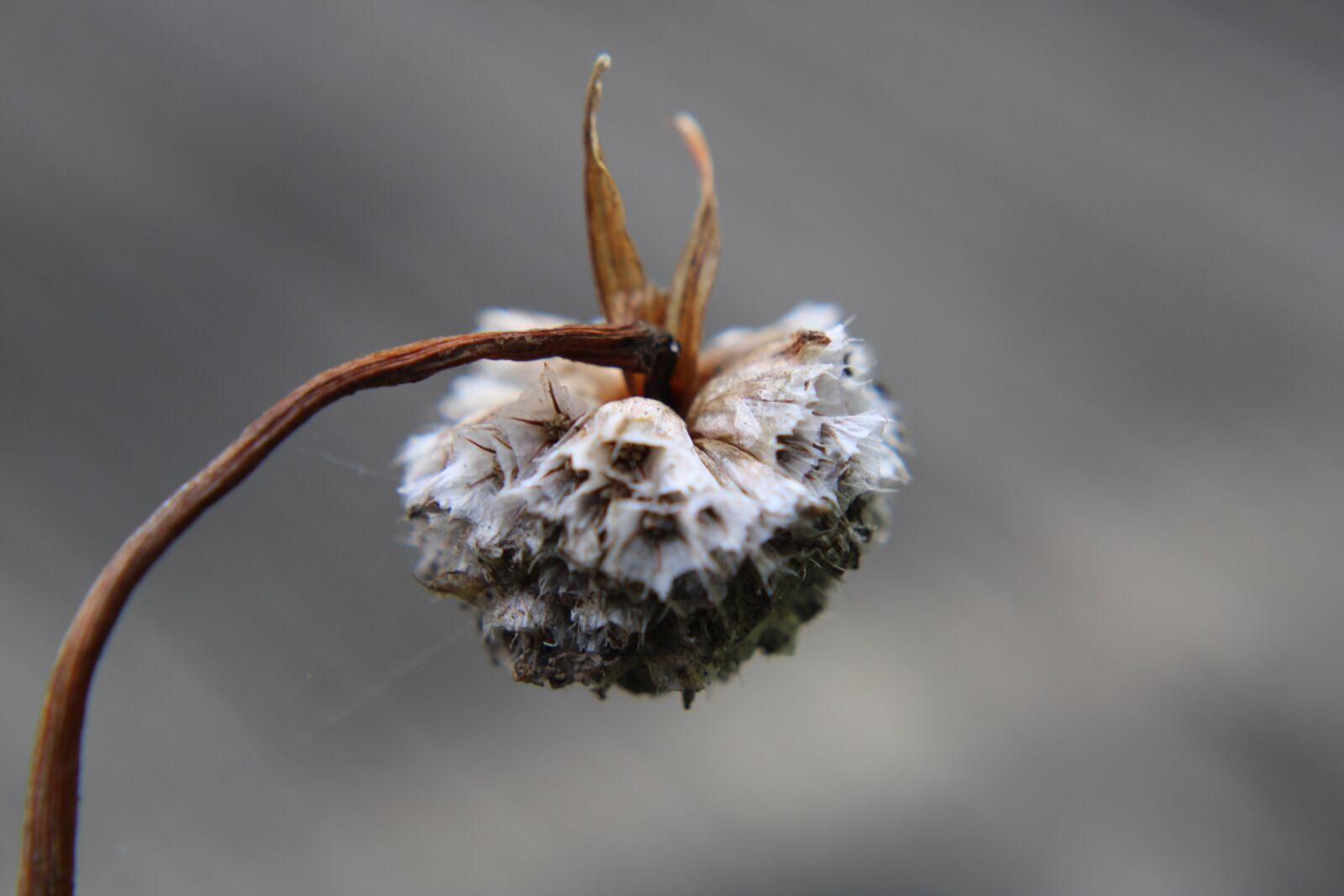 Canon EOS 2000D (EOS Rebel T7 / EOS Kiss X90 / EOS 1500D) sample photo. Armeria maritima, dried flowers photography