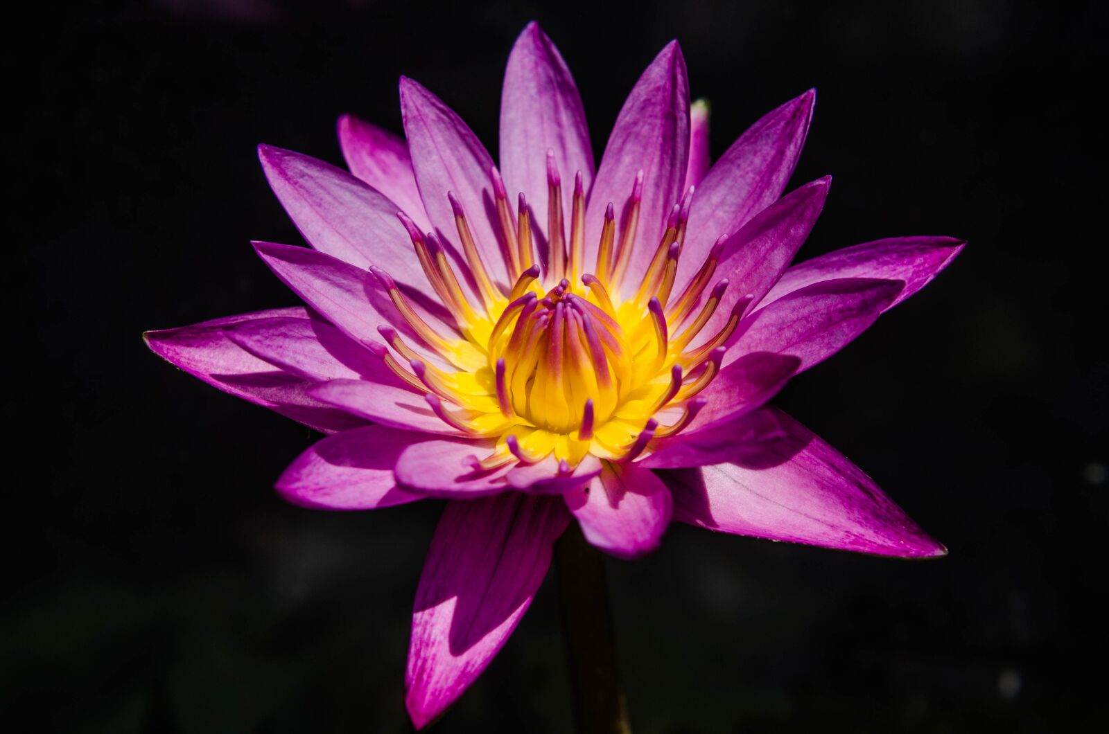 Nikon D7000 sample photo. Water lily, pretty purple photography