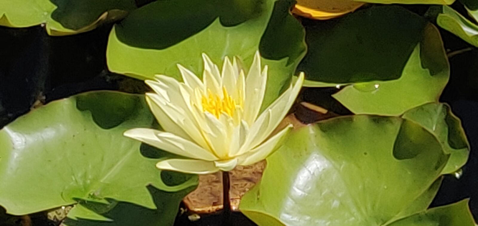 OnePlus 6 sample photo. Flower, water, lotus photography