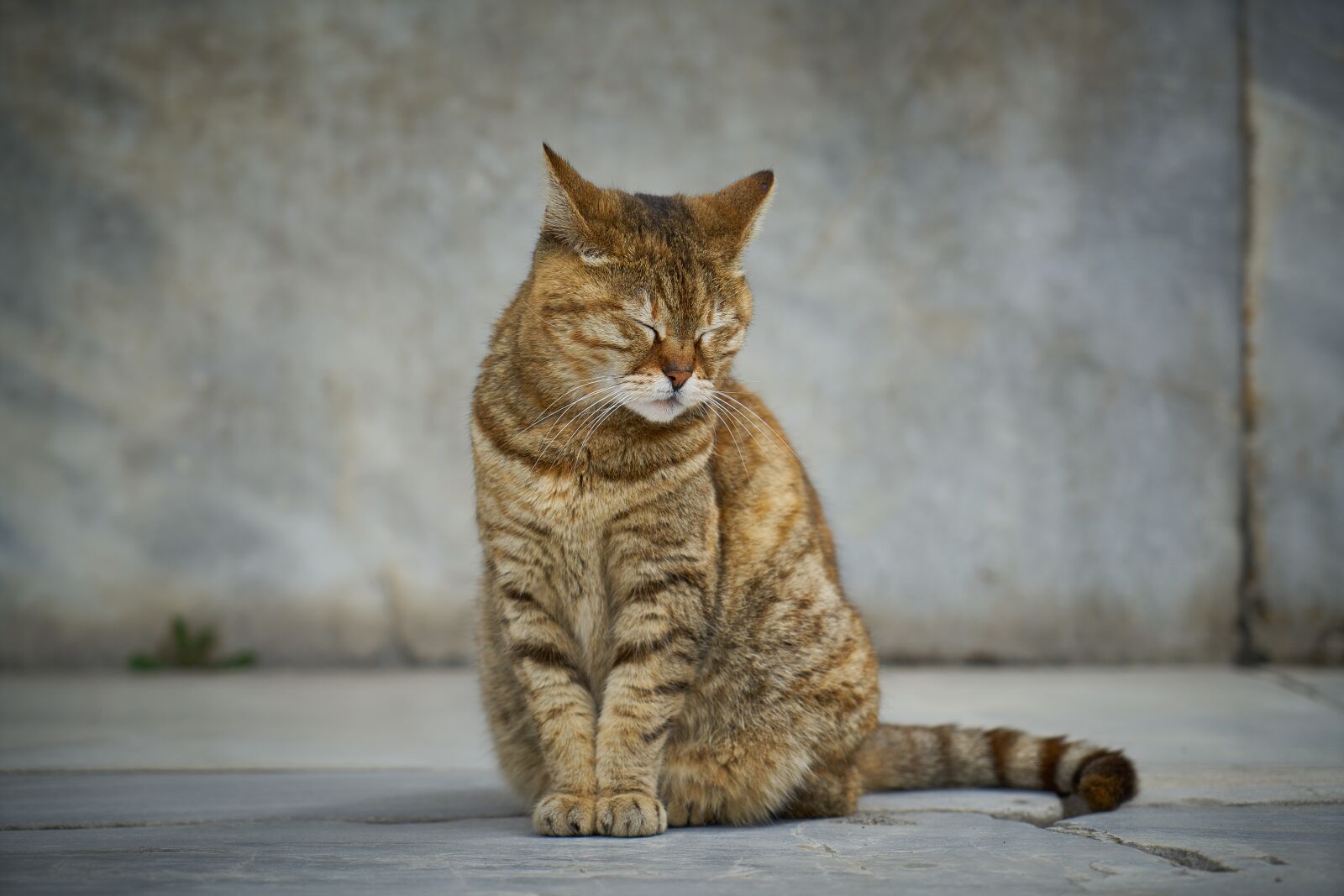 Sony a7R II sample photo. Cat, street, animal photography