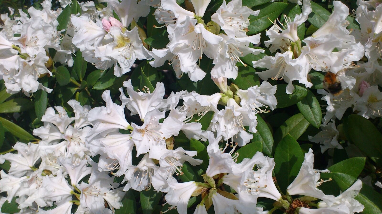 Sony Ericsson Xperia ray sample photo. Rhododendron, garden, blossom photography