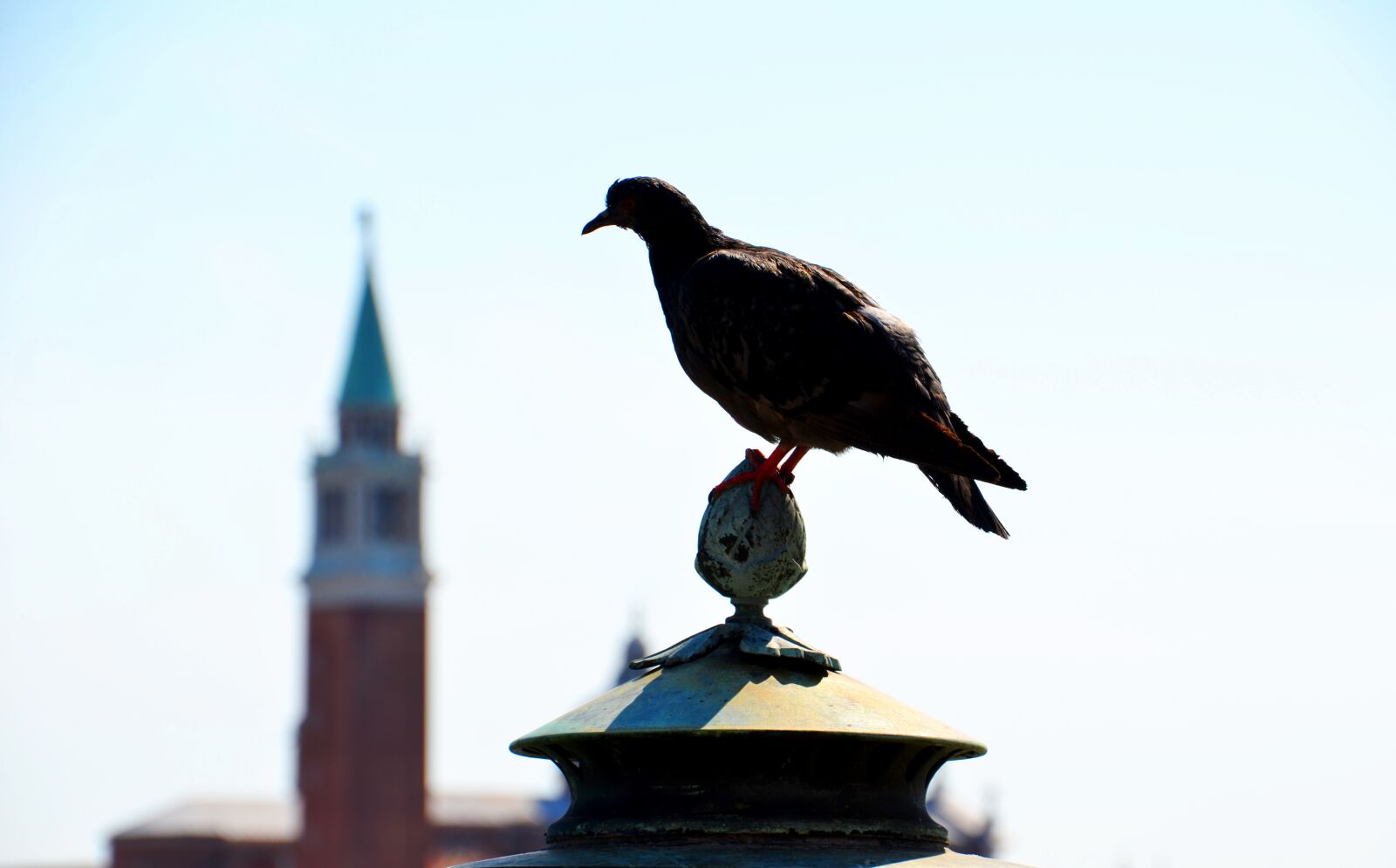 Nikon D7000 sample photo. Dove, venice, holidays photography