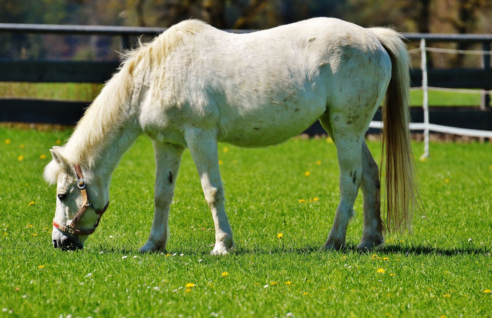 Nikon D3200 sample photo. Horse, meadow, coupling photography