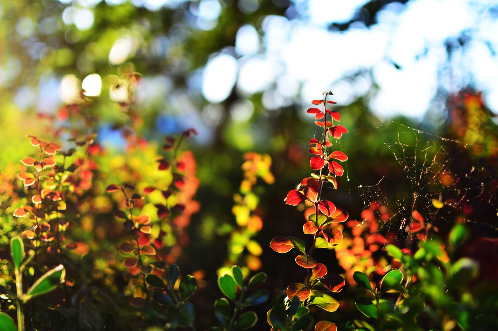Nikon D3200 + Nikon AF-S DX Nikkor 35mm F1.8G sample photo. Sunlight photography
