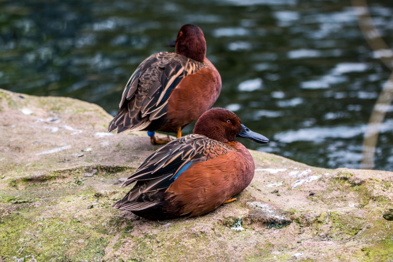 150-600mm F5-6.3 DG OS HSM | Contemporary 015 sample photo. Duck, water bird, swim photography