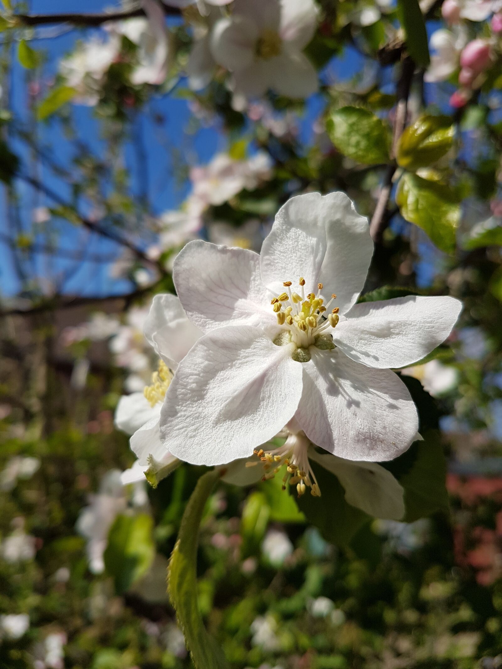 Samsung Galaxy S7 sample photo. Apple blossom, spring, apple photography