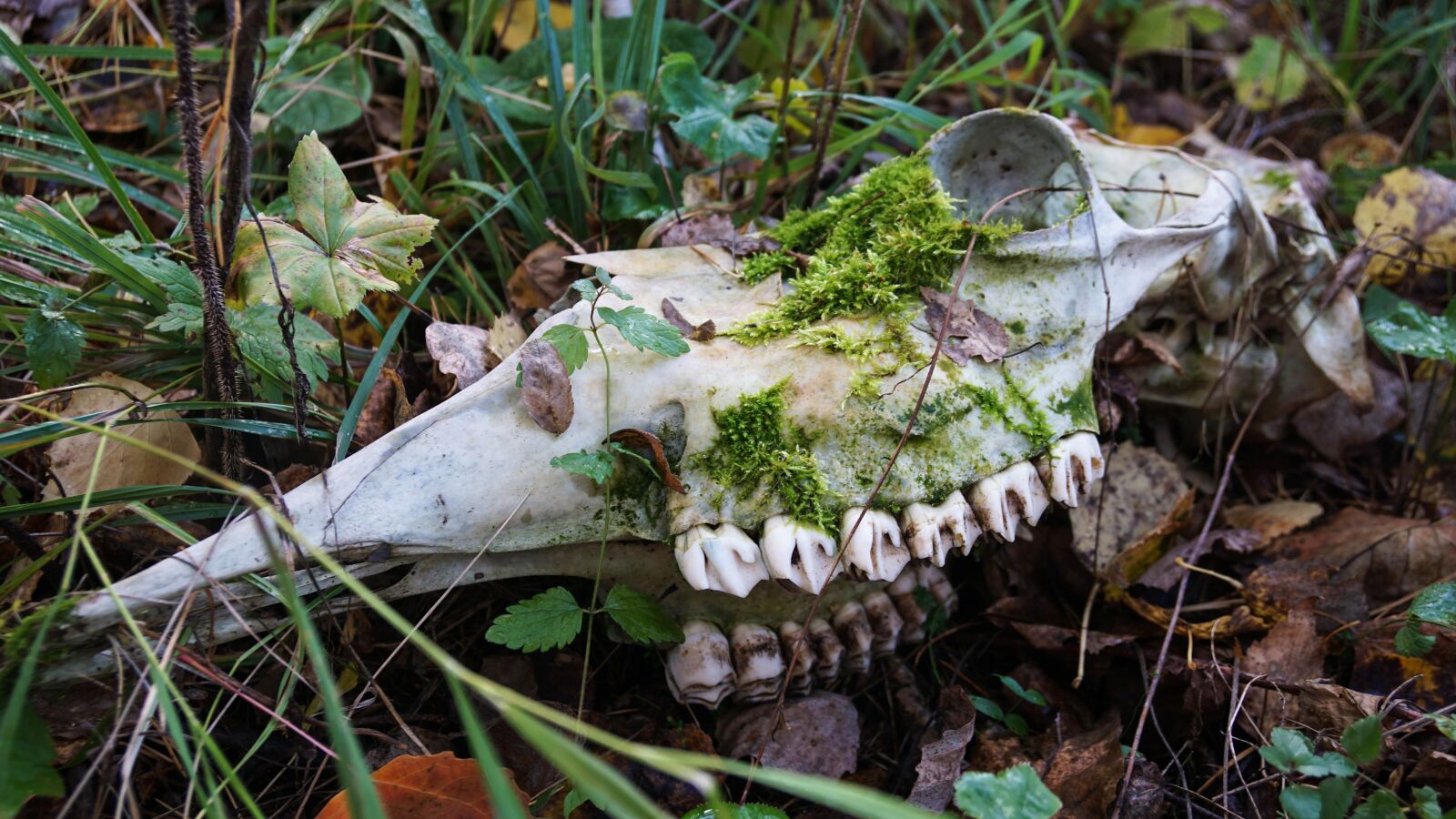 Sony a6000 + Sony Vario-Tessar T* E 16-70mm F4 ZA OSS sample photo. Skull, bone, skeleton photography