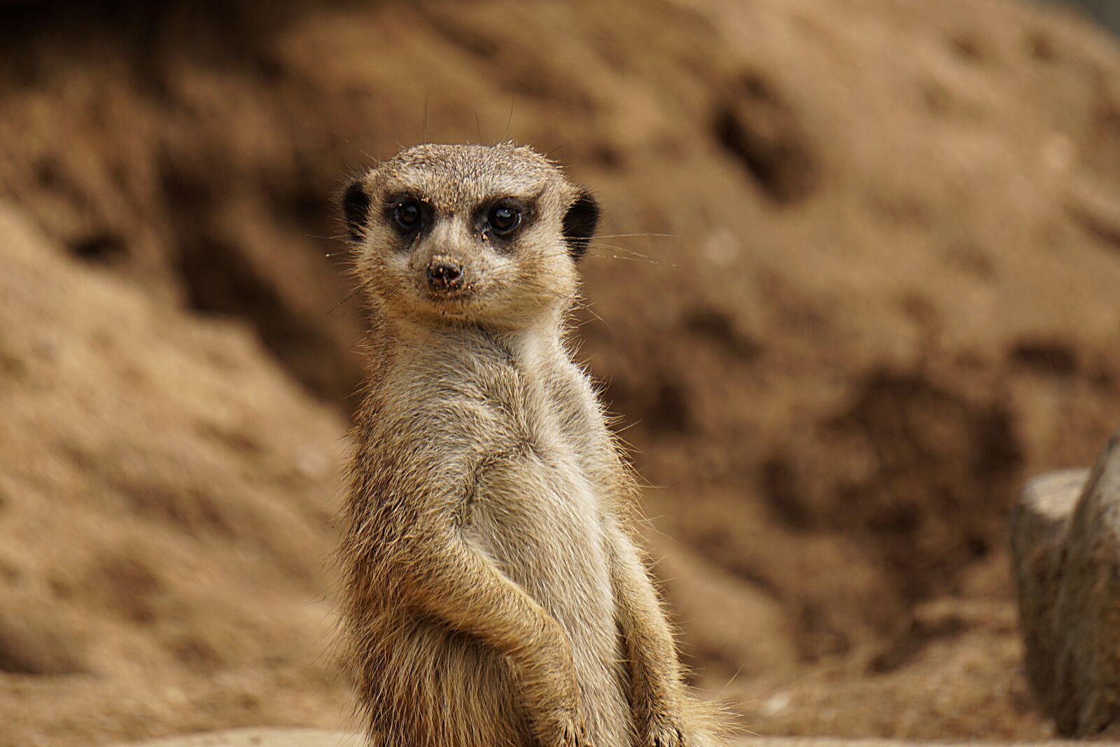 Sony E 55-210mm F4.5-6.3 OSS sample photo. Animal world, nature, meerkat photography
