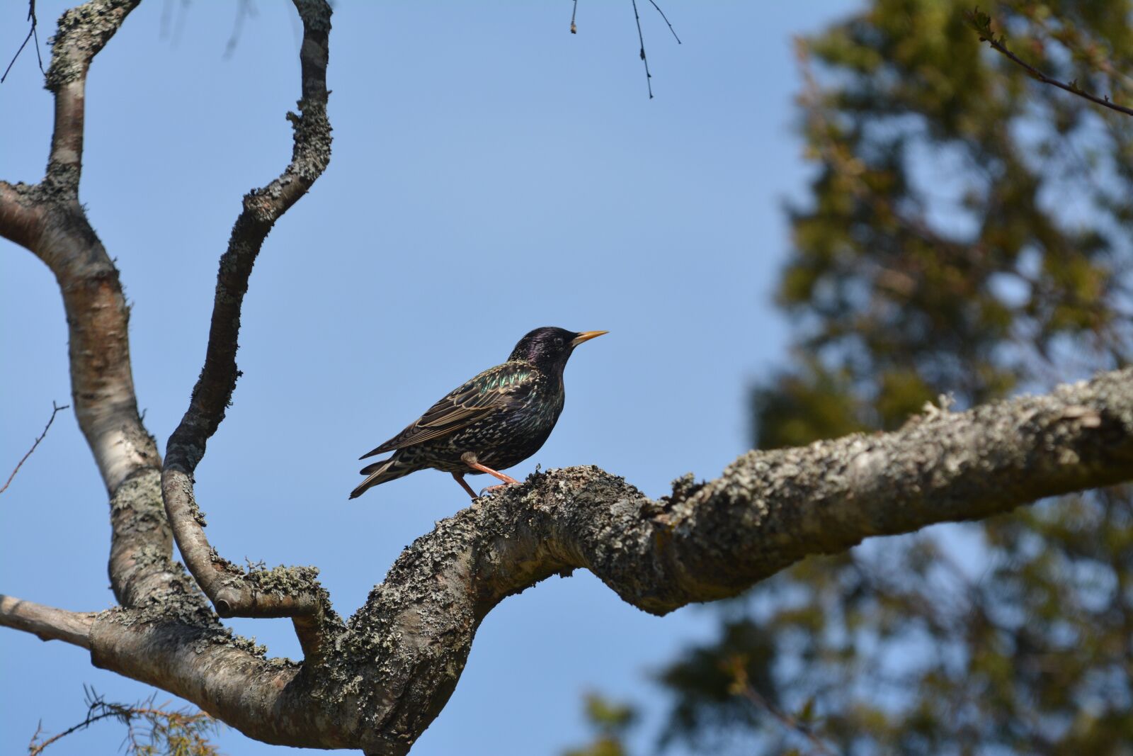 Nikon D5200 sample photo. Nature, tree, birds photography