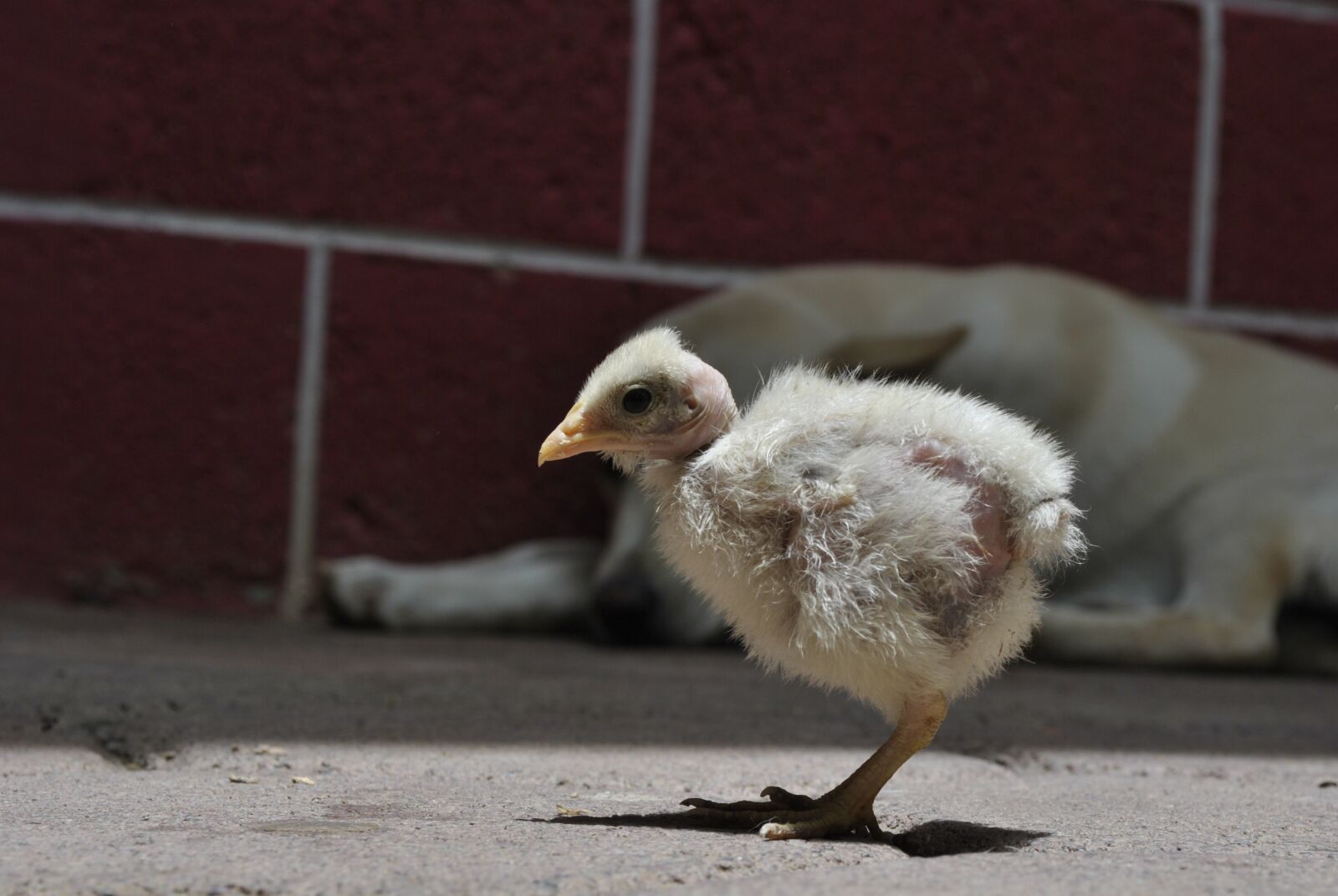 Nikon D3000 sample photo. Chicken, ave, hen photography