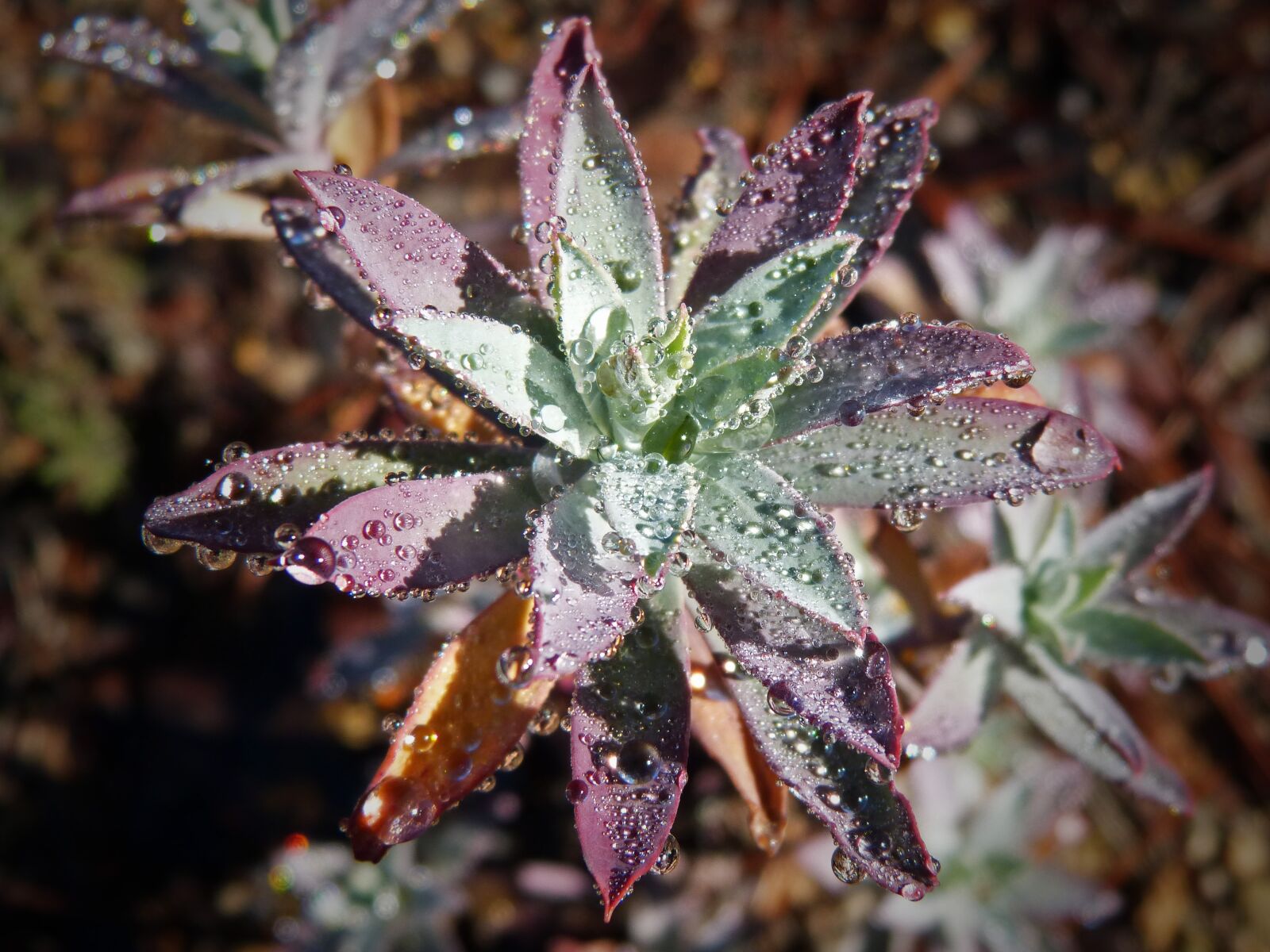 Panasonic DMC-FZ62 sample photo. Plant wildlife, rocio, drops photography