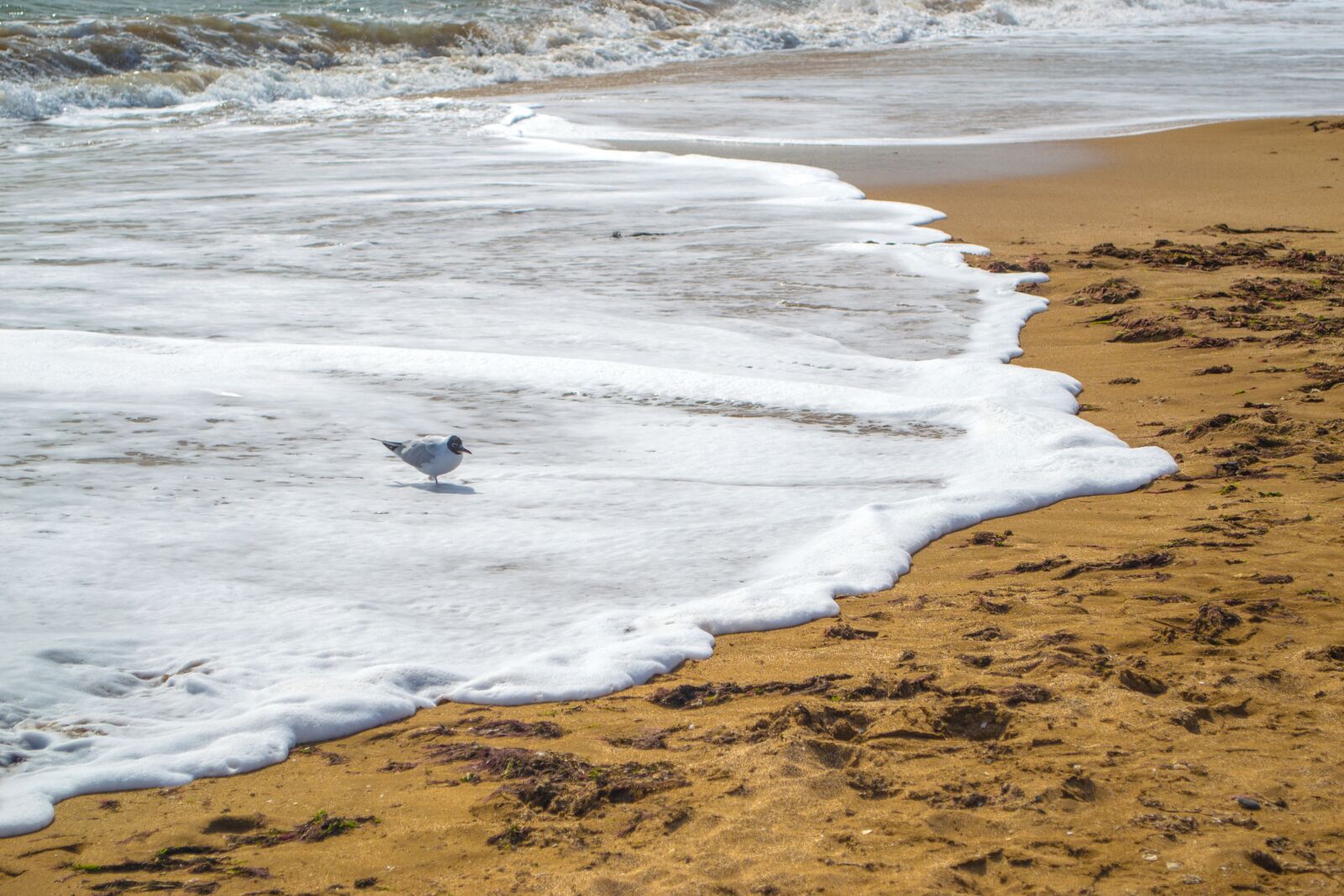 Nikon D3100 sample photo. Sea, wave, sand photography