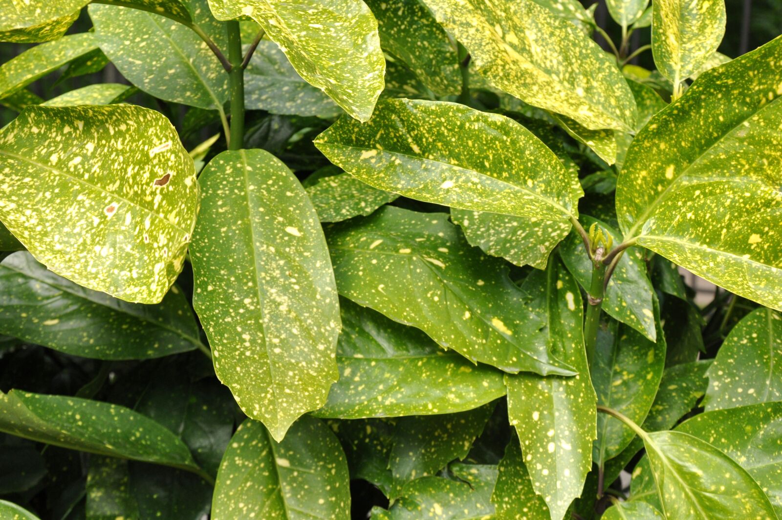 Nikon D90 sample photo. Leaves, botanical, sheet photography