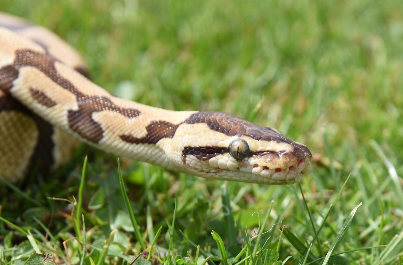 Nikon D7200 sample photo. Snake, python, reptile photography