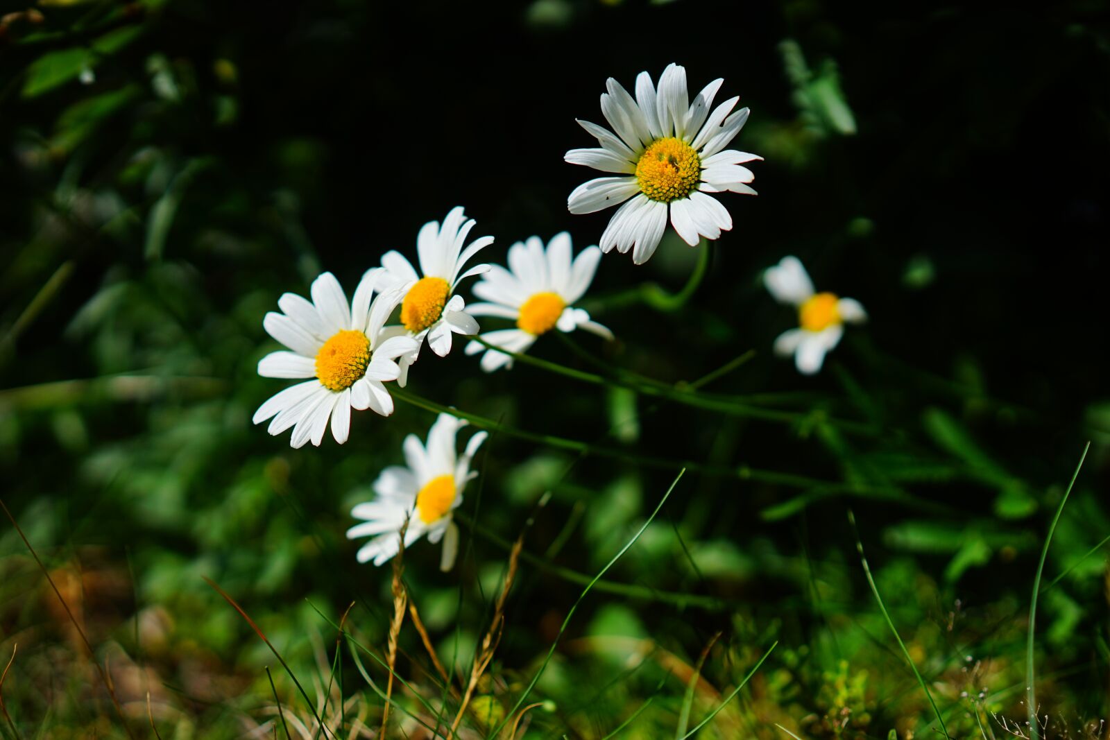 Sony a7 + Sony Sonnar T* FE 55mm F1.8 ZA sample photo. Meadows margerite, daisies, flowers photography
