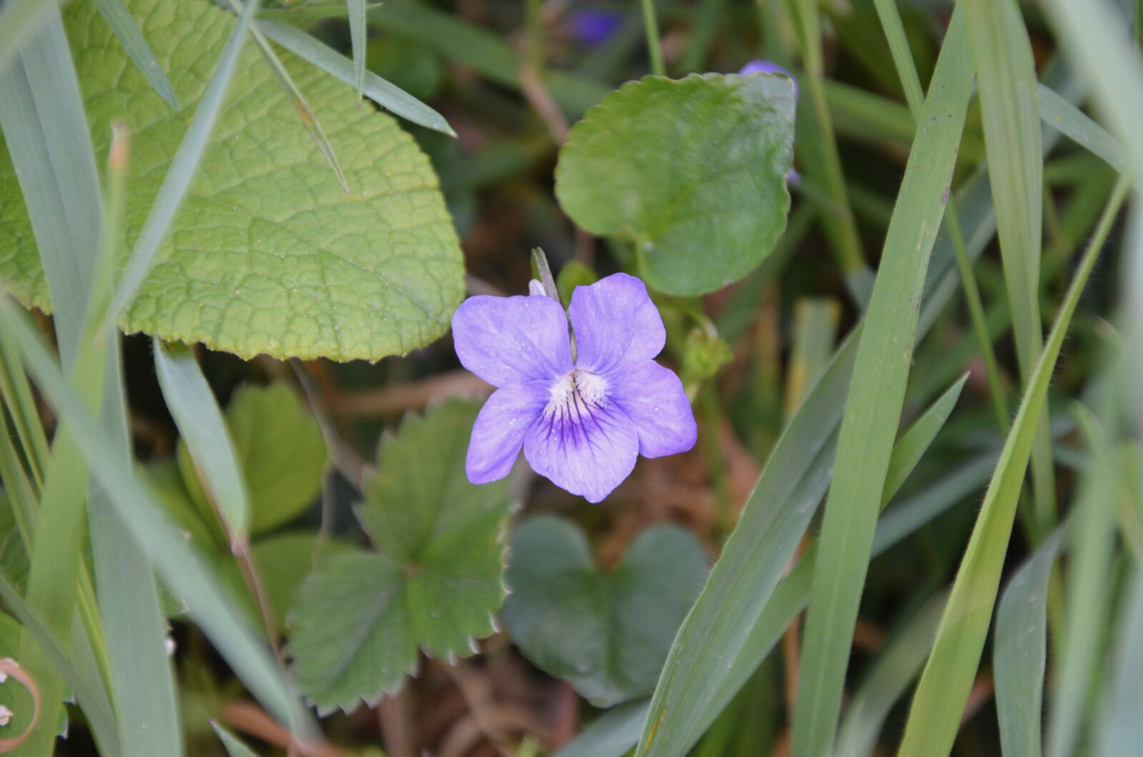 Nikon D5200 sample photo. Purple flower, color purple photography