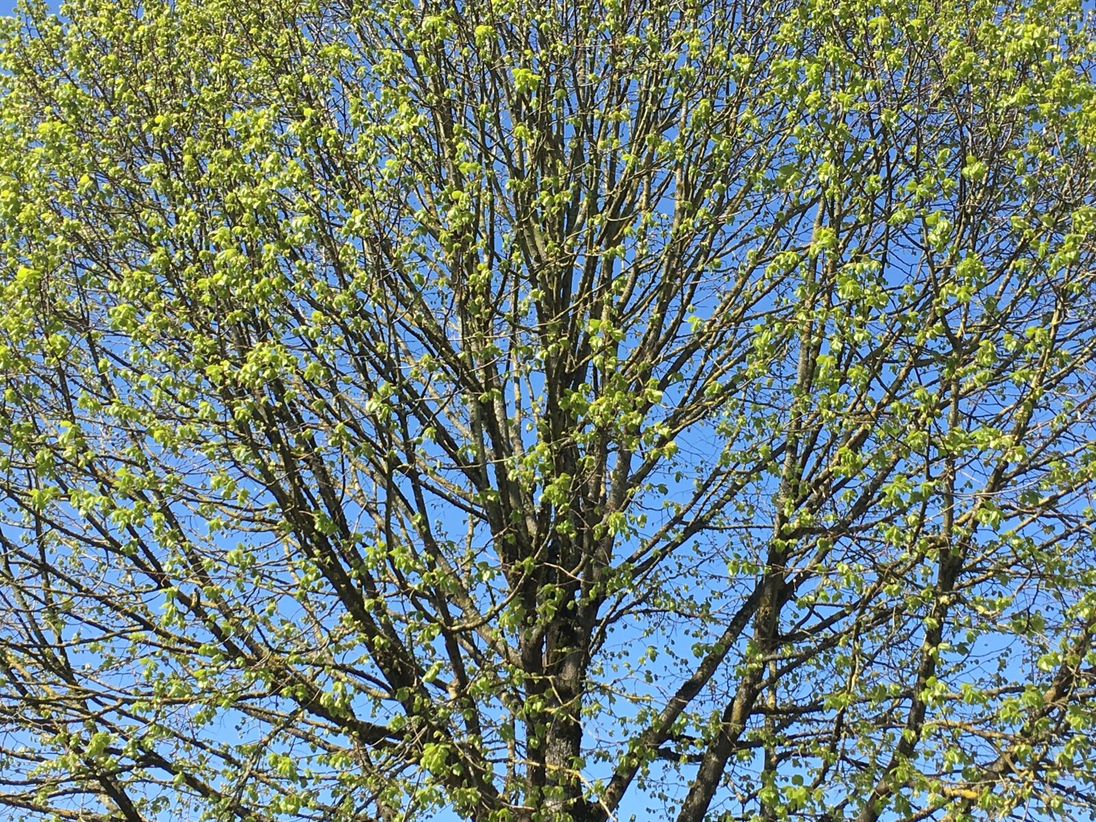 Apple iPhone 6s sample photo. Tree, sky, blue photography