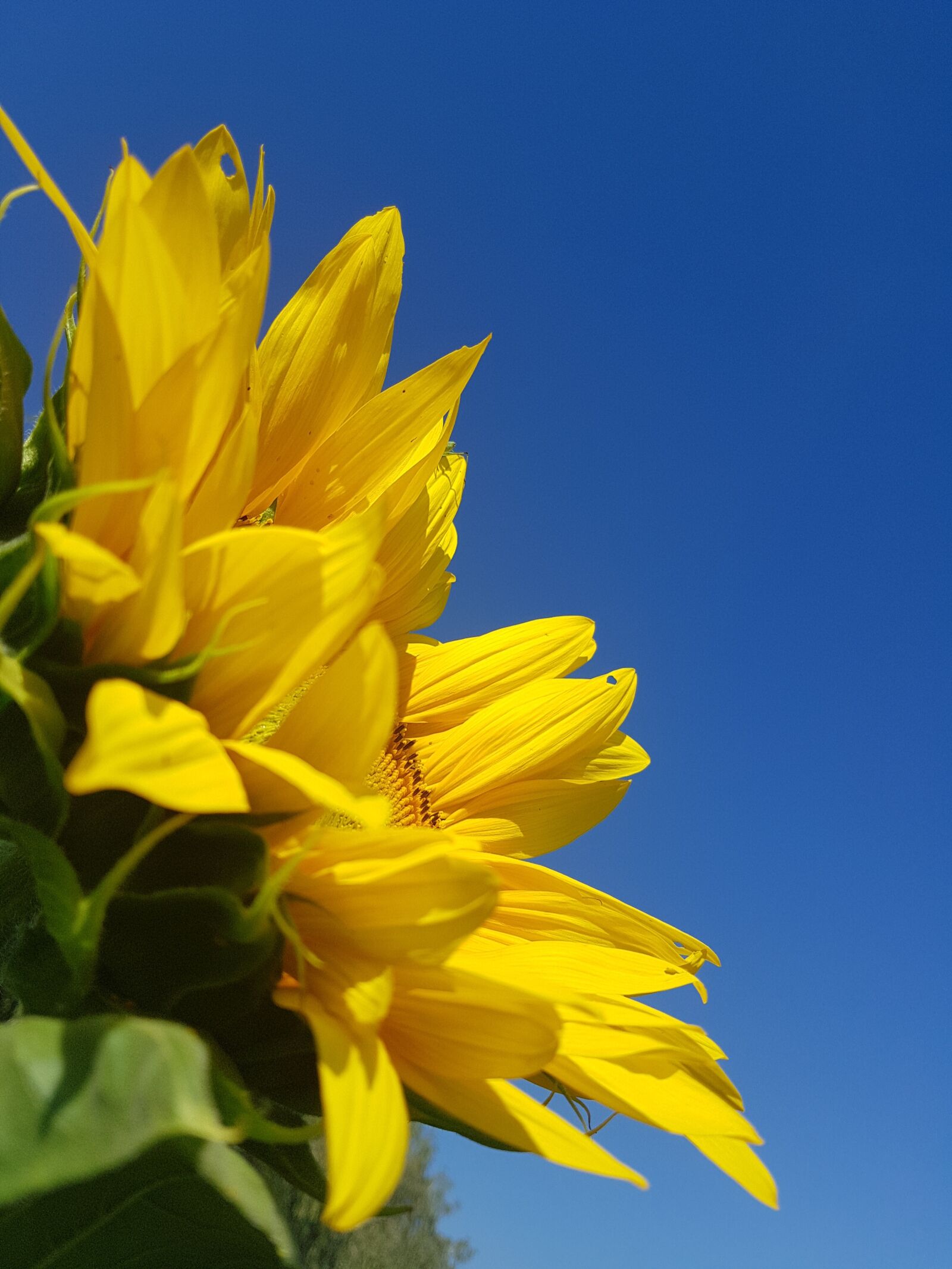 Samsung Galaxy S7 Edge sample photo. Sunflower, flower, flowering photography