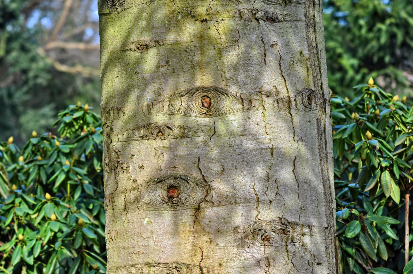 Nikon D90 sample photo. Tree, trunk, tree trunk photography